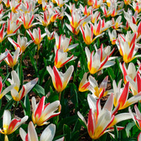 Tulpen The First