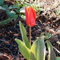 Tulpen Roodkapje (x10) - Tulipa greigii chaperon rouge - Bakker