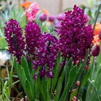 Hyacinthus orientalis woodstock - Hyacinthen 'Woodstock' (x6) - Hyacint