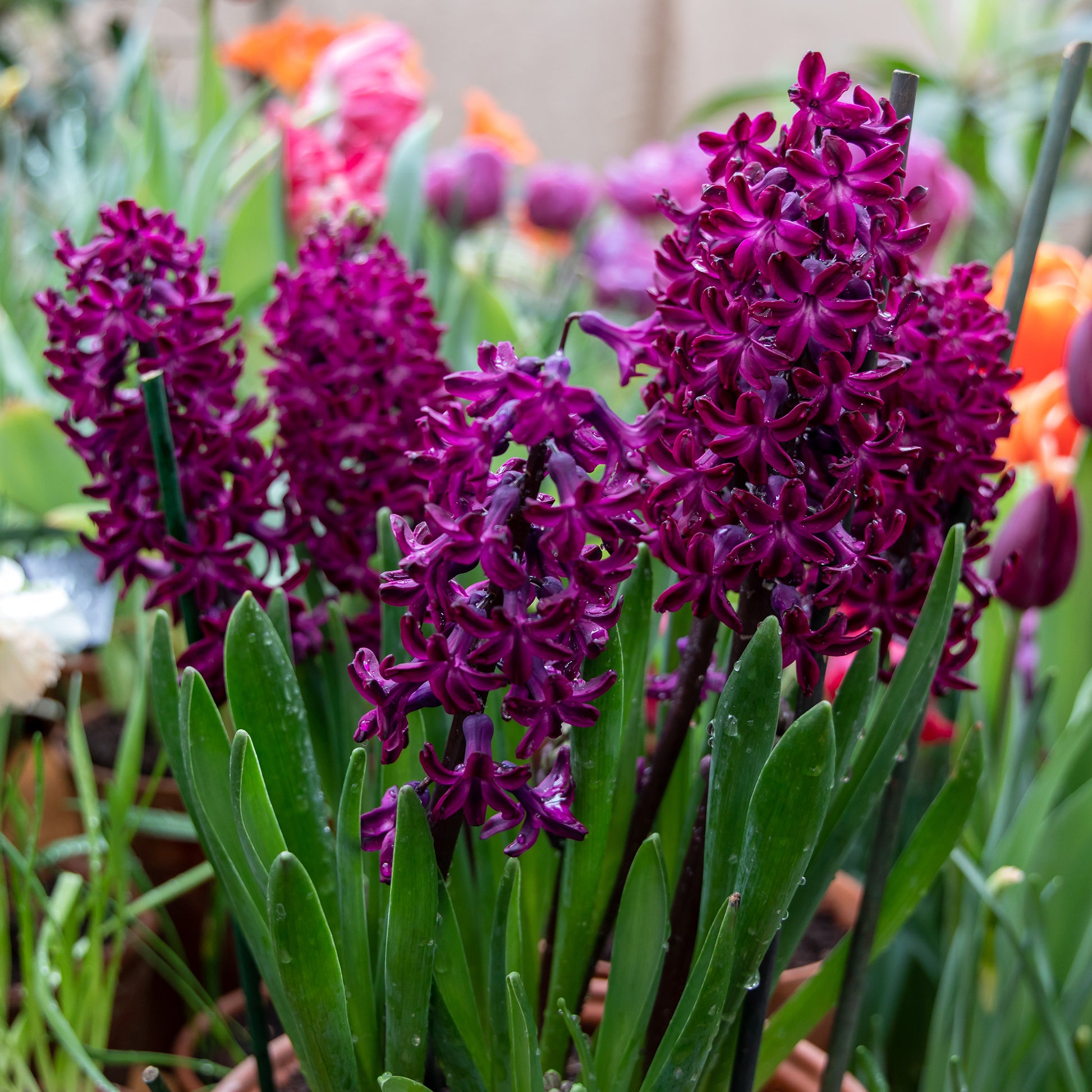 Hyacinthus orientalis woodstock - Hyacinthen 'Woodstock' (x6) - Hyacint