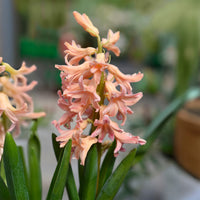Verkoop Hyacinthen 'Gipsy Queen' (x6) - Hyacinthus orientalis gipsy queen