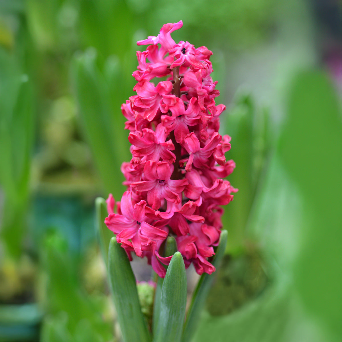 Hyacinthen 'Jan Bos' (x6) - Hyacinthus orientalis Jan Bos - Bakker