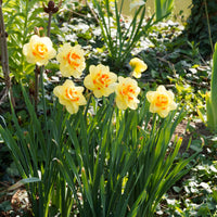 Dubbele Narcissen 'Tahiti' (x10) - Bakker