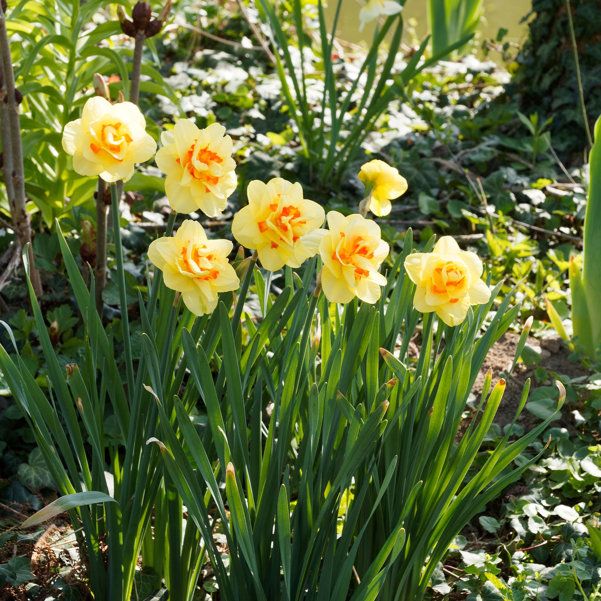 Dubbele Narcissen 'Tahiti' (x10) - Bakker