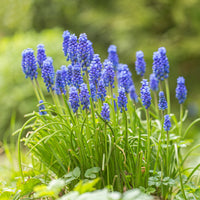 Blauwe druifjes (x10) - Muscari armeniacum - Bakker
