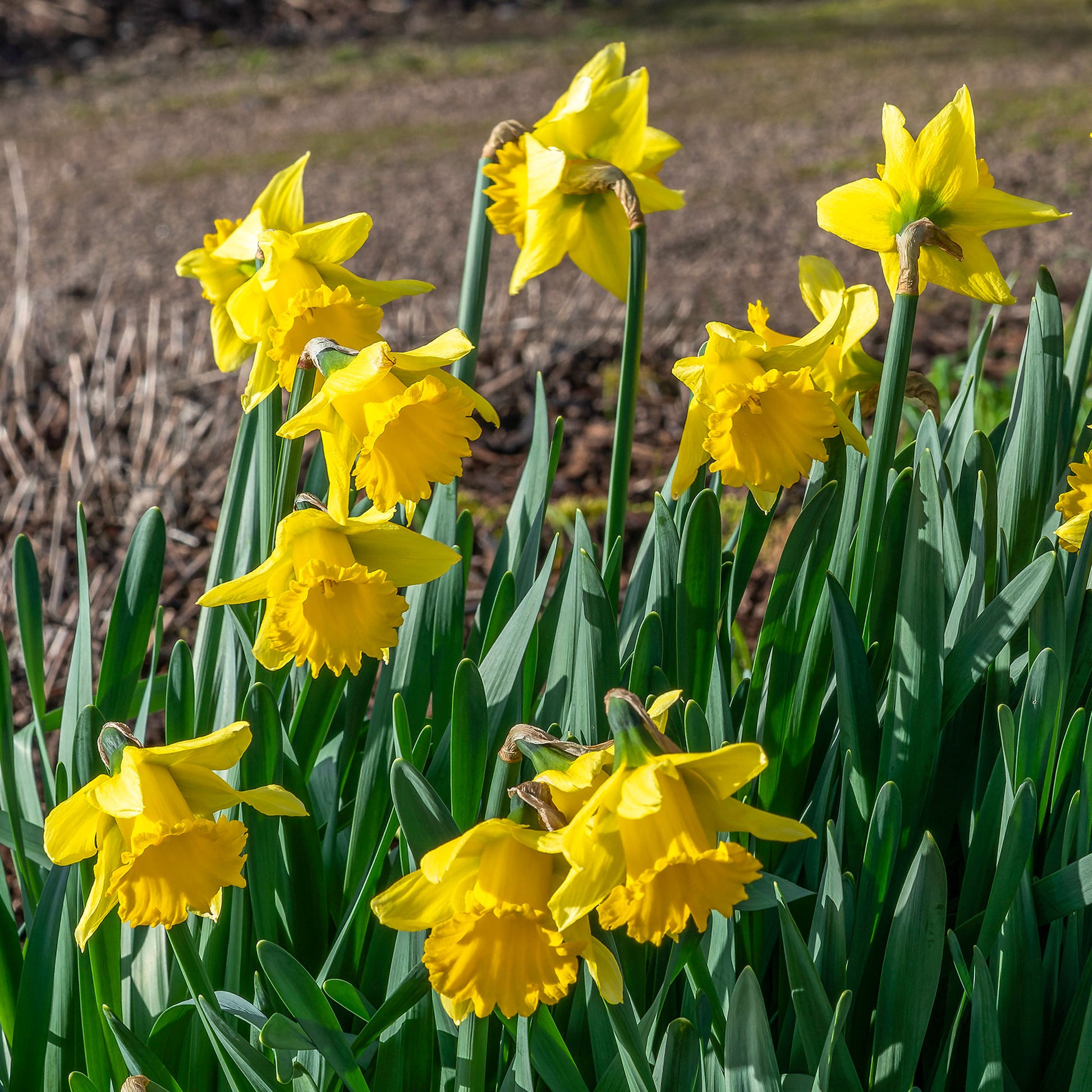 Narcissen 'Rijnveld's Early Sensation' (x10) - Narcissus rijnsveld early sensation - Bakker