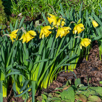 Narcissus rijnsveld early sensation - Narcissen 'Rijnveld's Early Sensation' (x10) - Narcissen