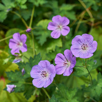 Geraniums - Himalaya Ooievaarsbek - Geranium himalayense