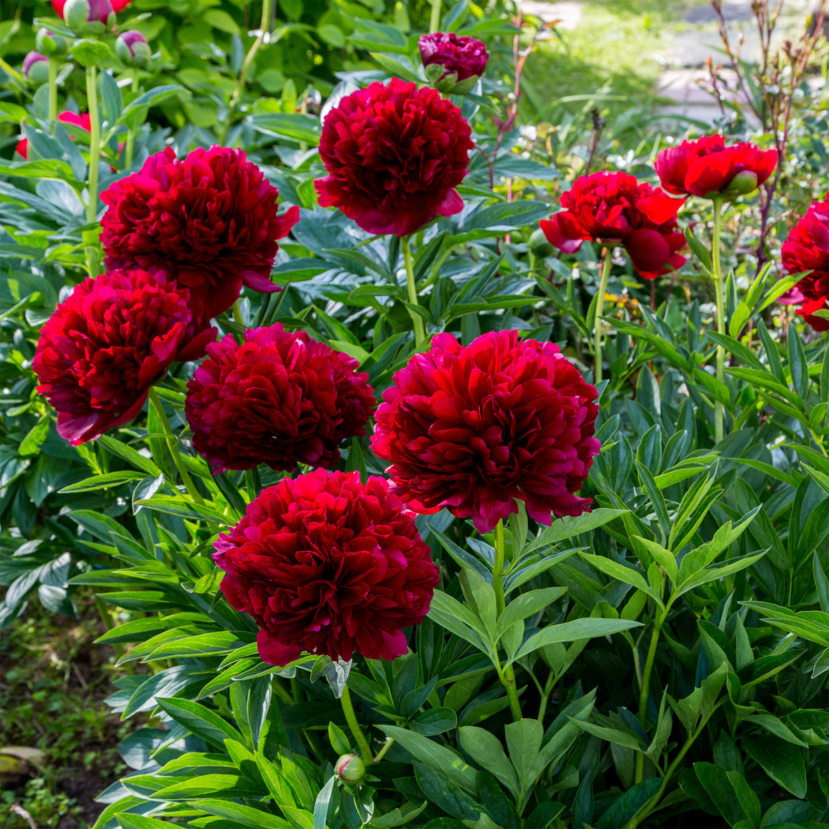 Paeonia lactiflora x Red Charm - Pioenroos 'Red Charm' - Pioenrozen