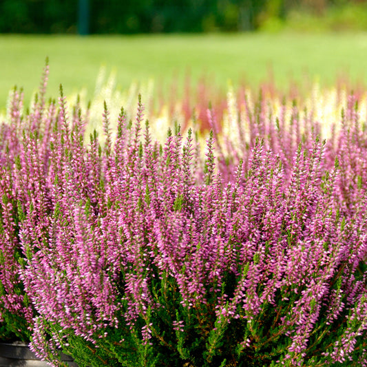 Dopheide - roze (x3) - Bakker