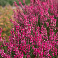 Dopheide (x3) - Calluna vulgaris - Bakker