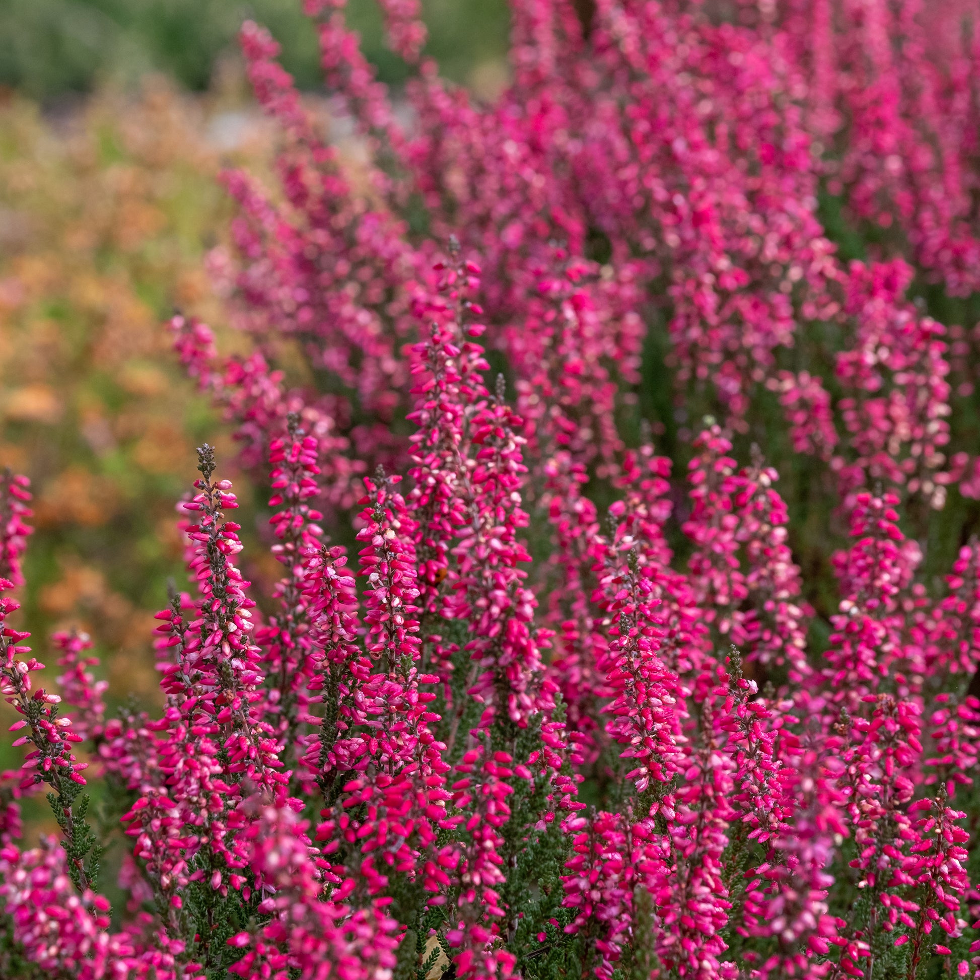 Dopheide (x3) - Calluna vulgaris - Bakker