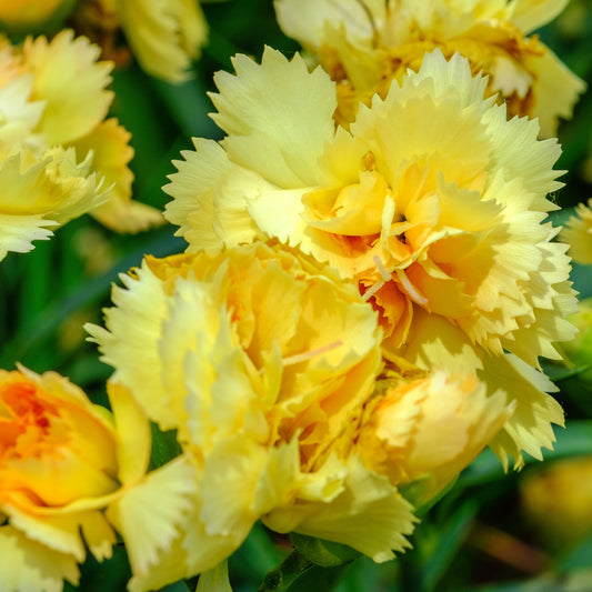 Anjer 'Grenadine Yellow' (x2) - Bakker