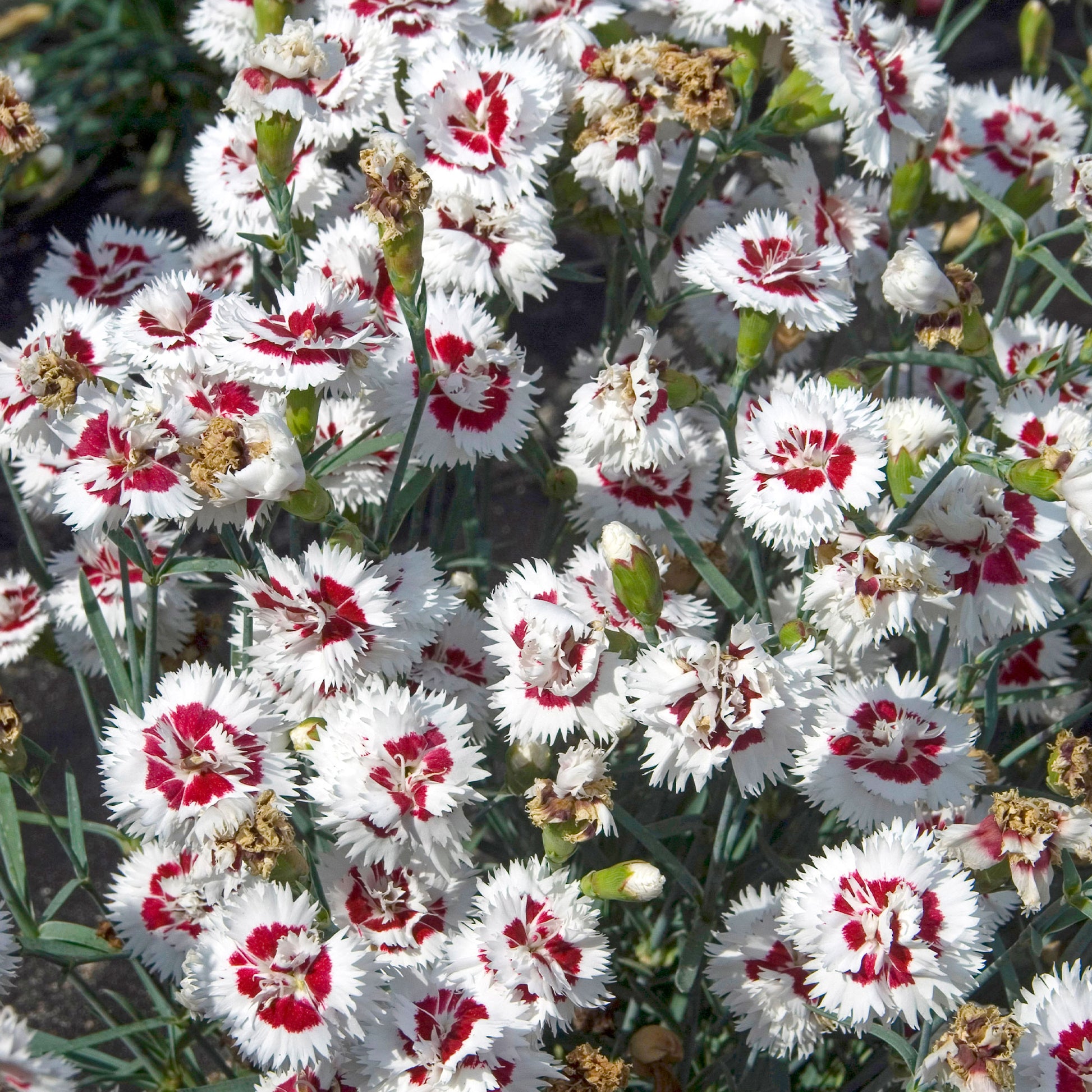 Anjer (x2) - Dianthus spiculifolius - Bakker