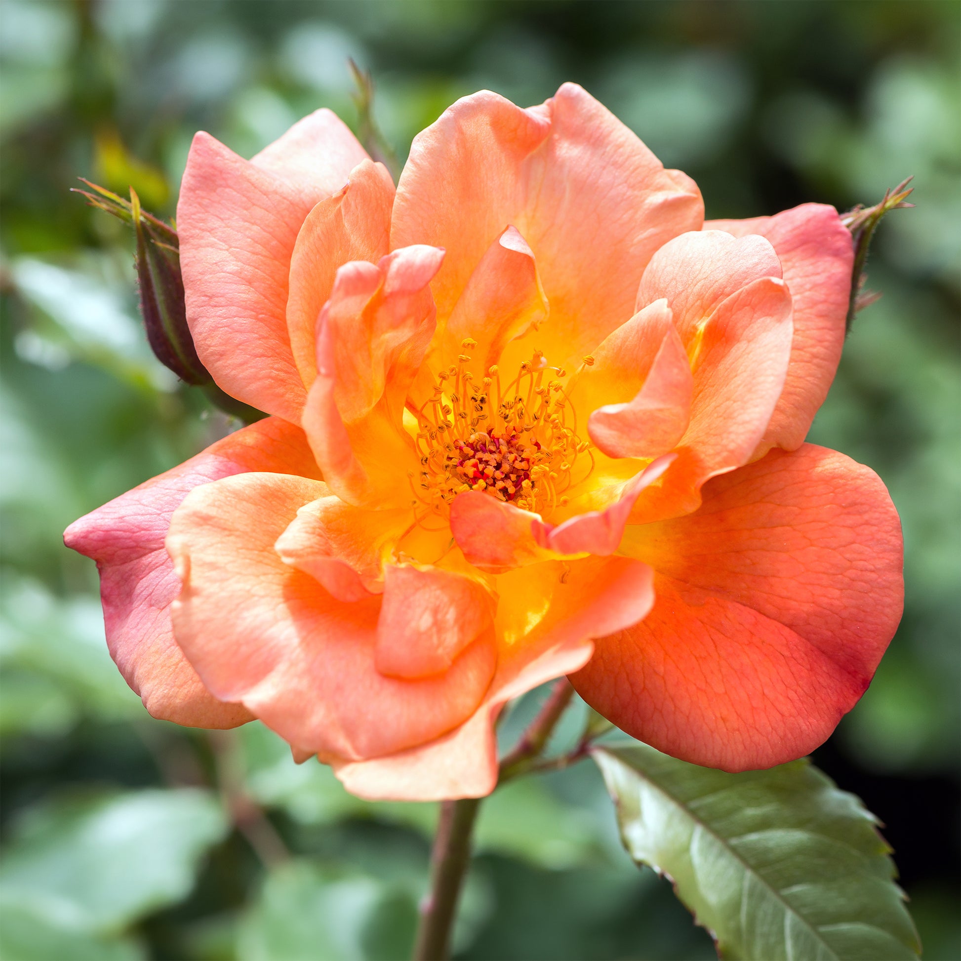 Verkoop Klimroos 'Westerland' - Rosa Westerland®