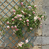 Klimrozen - Klimroos 'Pierre de Ronsard' - Rosa grimpant Pierre de Ronsard® Meiviolin
