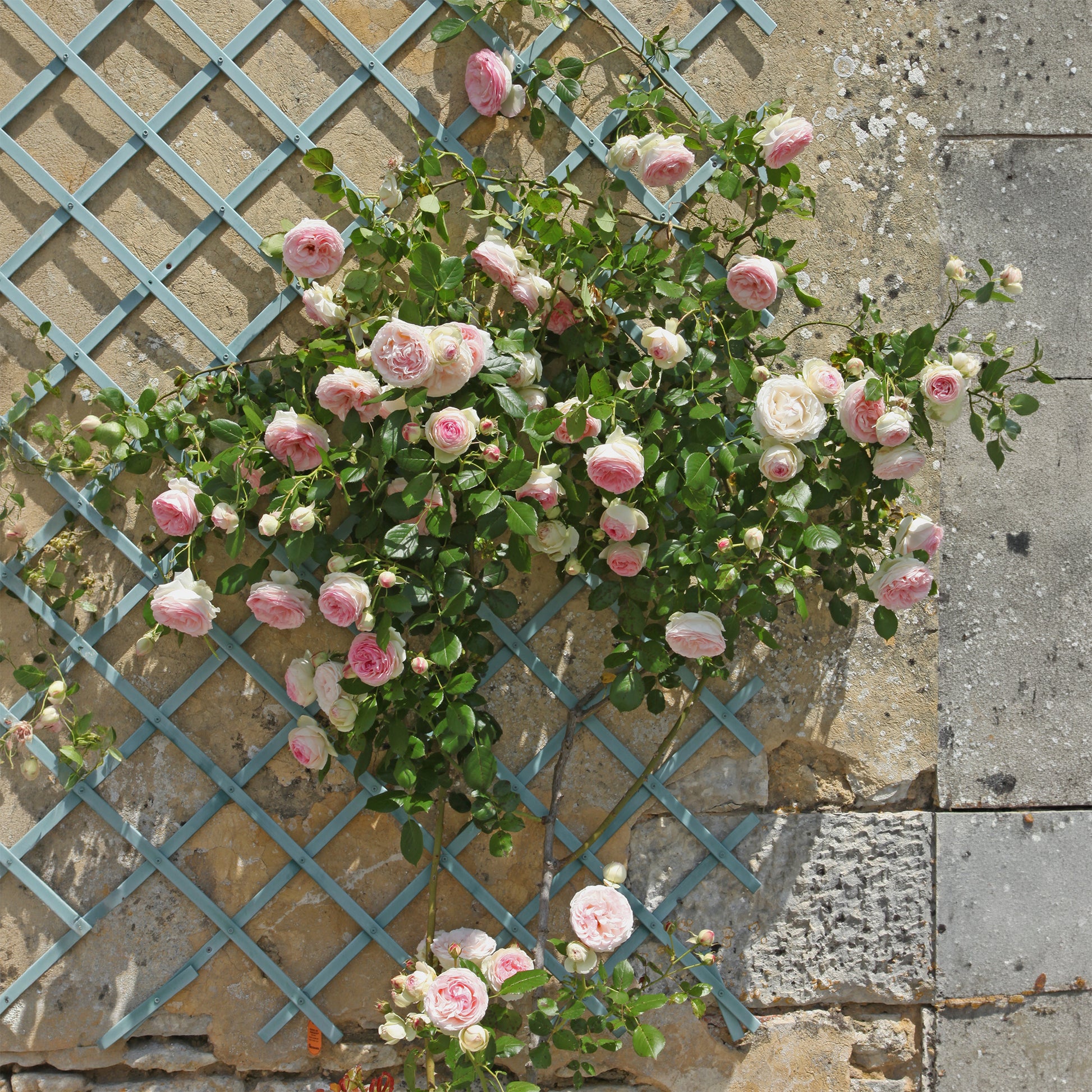 Klimrozen - Klimroos 'Pierre de Ronsard' - Rosa grimpant Pierre de Ronsard® Meiviolin