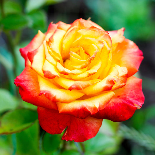 Struikroos - tweekleurig - Bakker