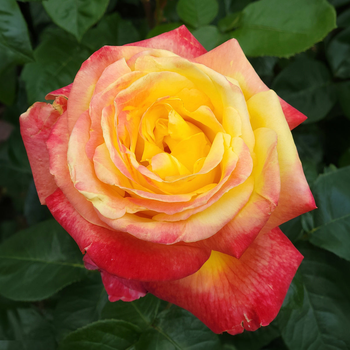 Rosa - Struikroos - tweekleurig - Rozen - Naakte wortels