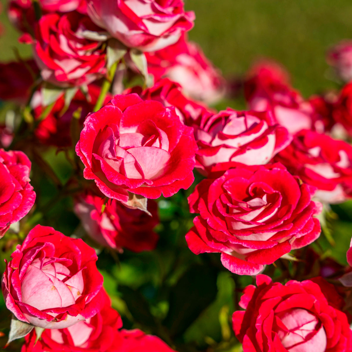 Roos 'Osiria' - Rosa Osiria - Bakker