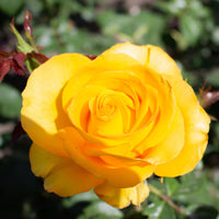 Roos 'Hadangel' - Rosa hadangel - Bakker