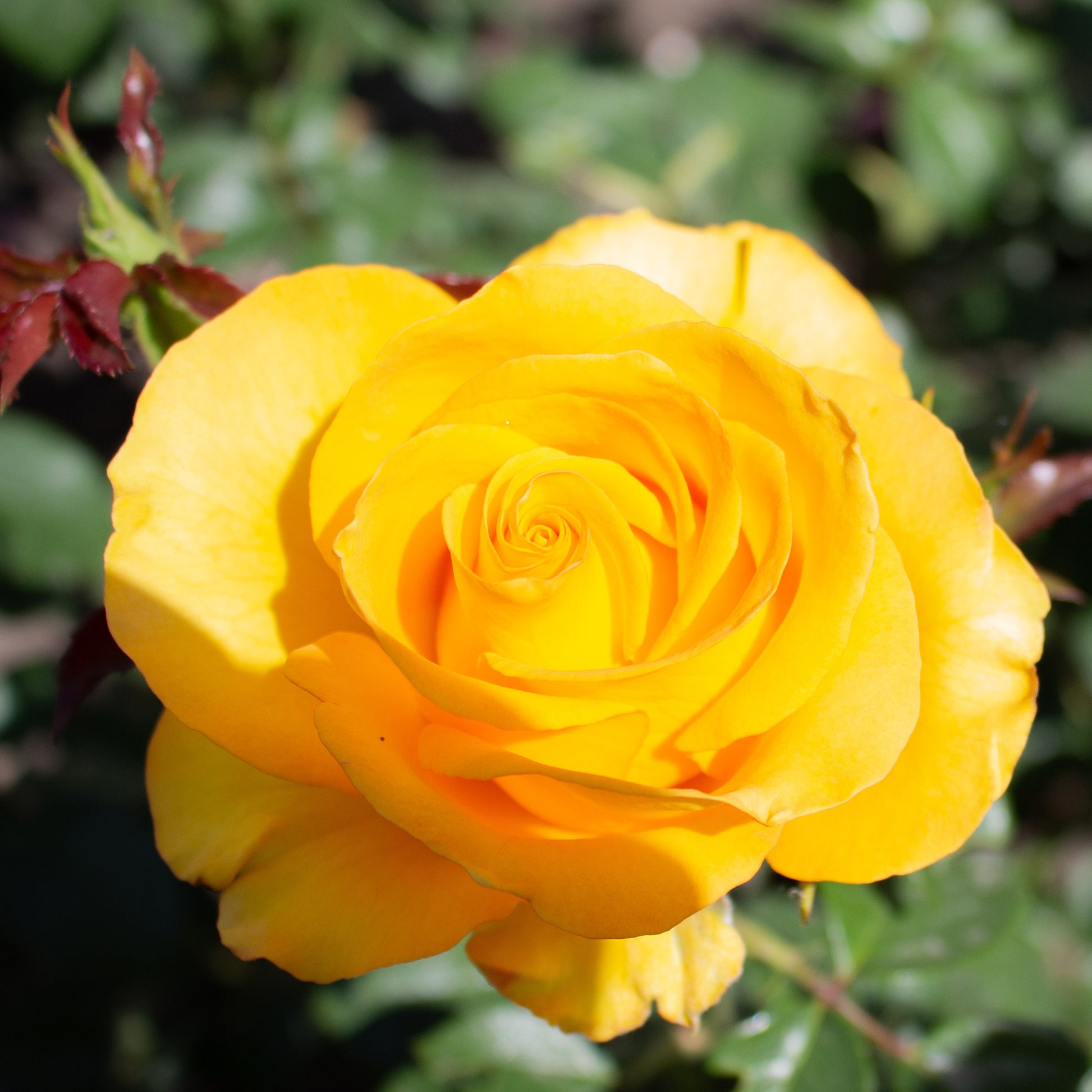 Roos 'Hadangel' - Rosa hadangel - Bakker