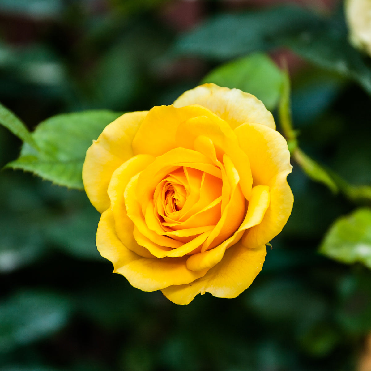 Roos 'Hadangel' - Bakker