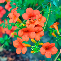 Trompetbloem 'Madame Gallen' - Bakker