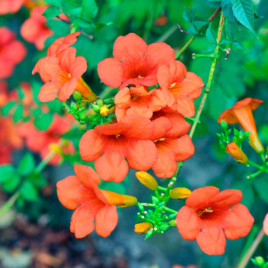 Trompetbloem 'Madame Gallen' - Bakker