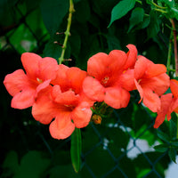 Verkoop Klimplanten - Trompetbloem 'Madame Gallen'