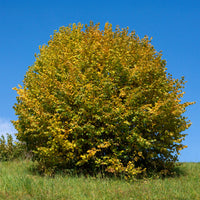 Hazelaar - groen - Corylus avellana - Bakker