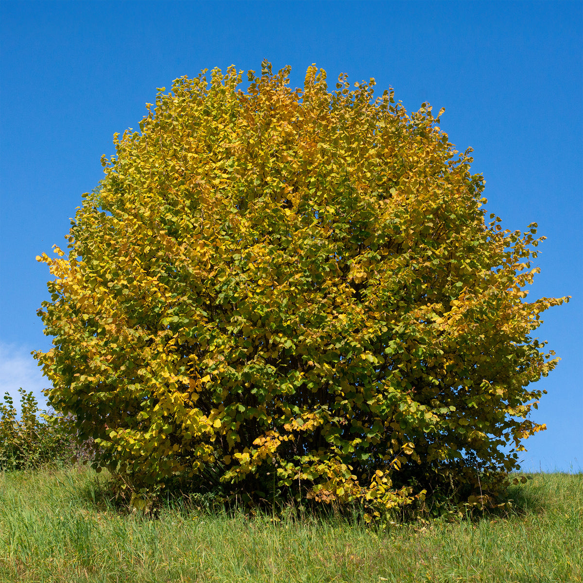Hazelaar - groen - Corylus avellana - Bakker