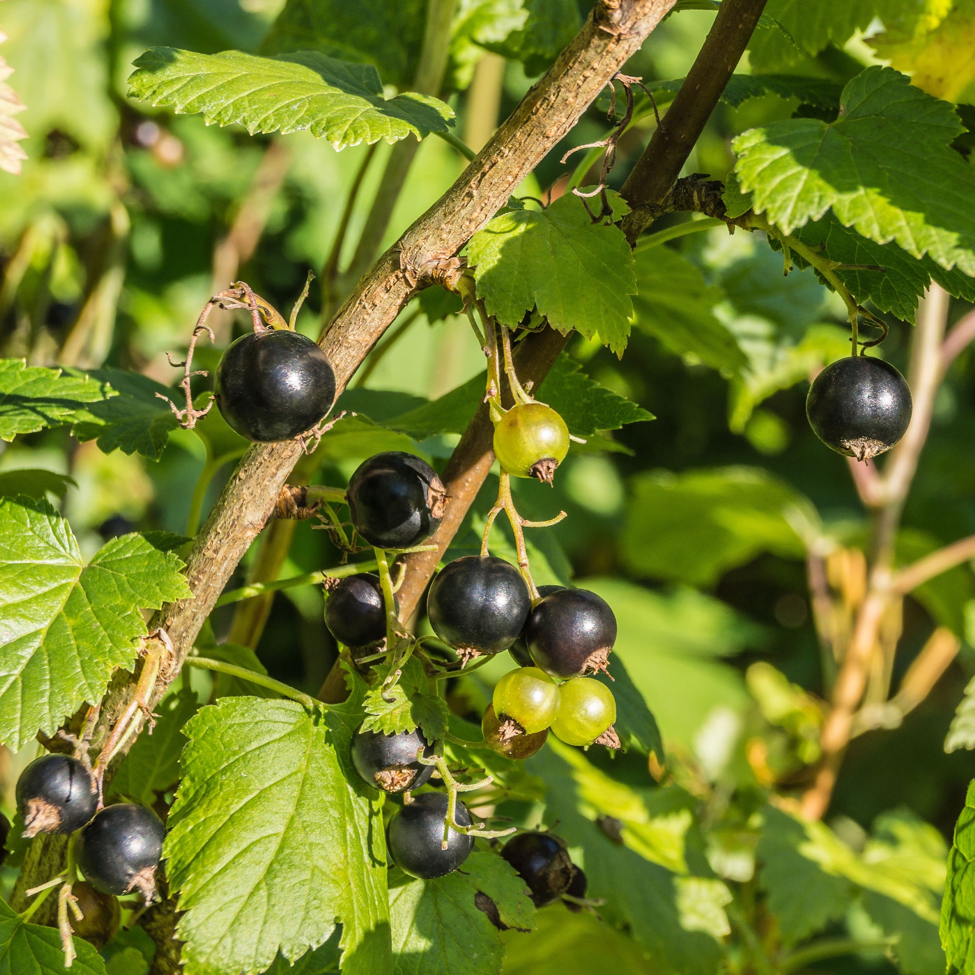 Zwarte bes 'Andega' - Ribes nigrum 'andega' - Bakker