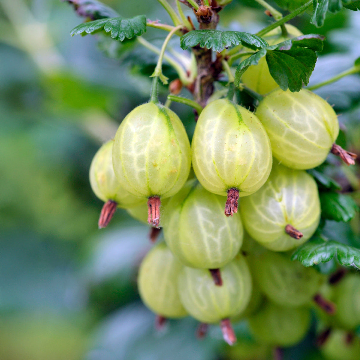 Ribes uva-crispa anglaise blanche - Kruisbes 'Engelse wit' (x2) - Rode bes
