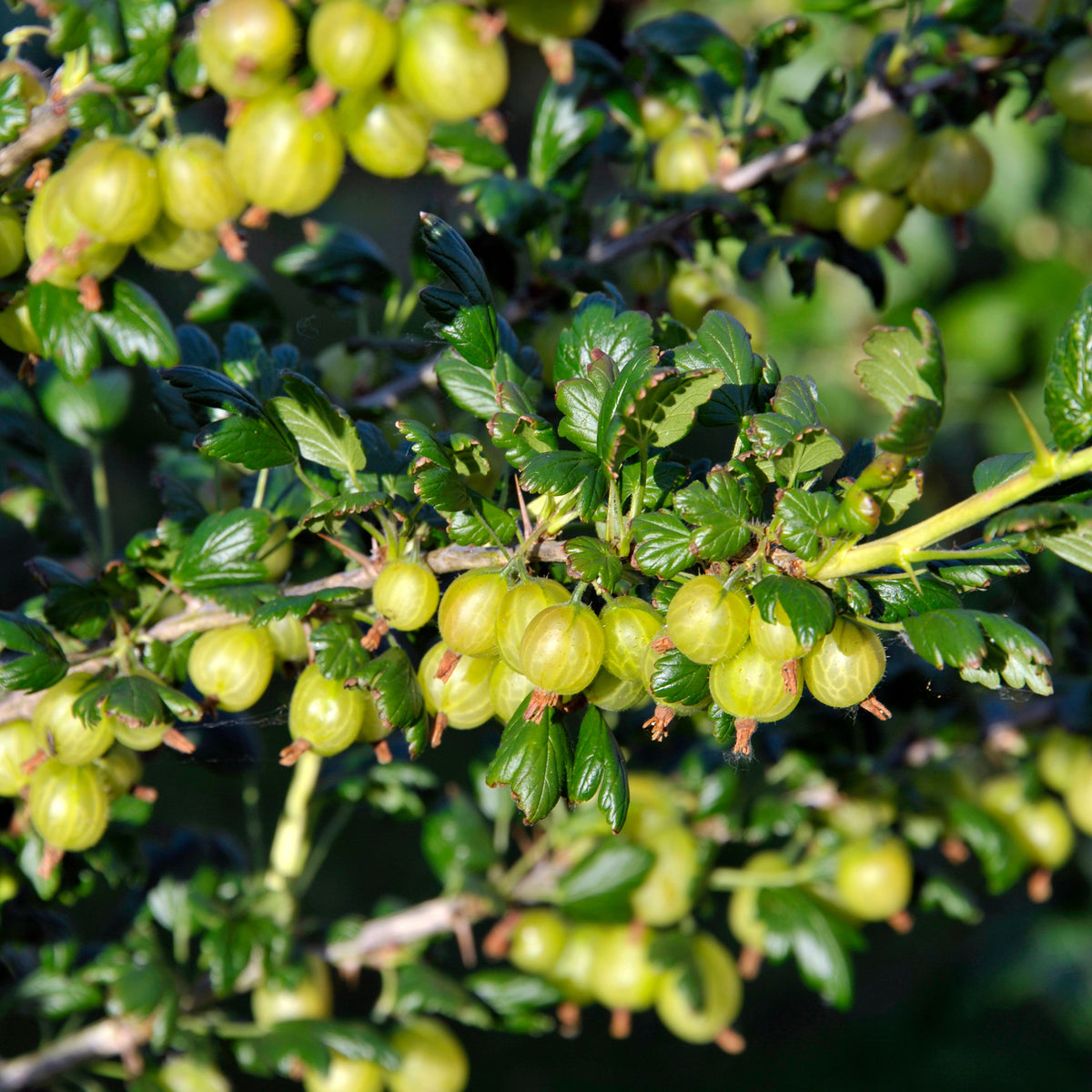 Kruisbes 'Engelse wit' (x2) - Ribes uva-crispa anglaise blanche - Bakker