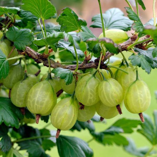 Kruisbes 'Engelse wit' (x2) - Bakker