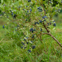 Blauwe bes - Vaccinium corymbosum Vitaminos - Bakker