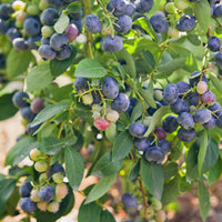 Blauwe bes 'Giant Patriot' - Vaccinium corymbosum Giant Patriot - Bakker