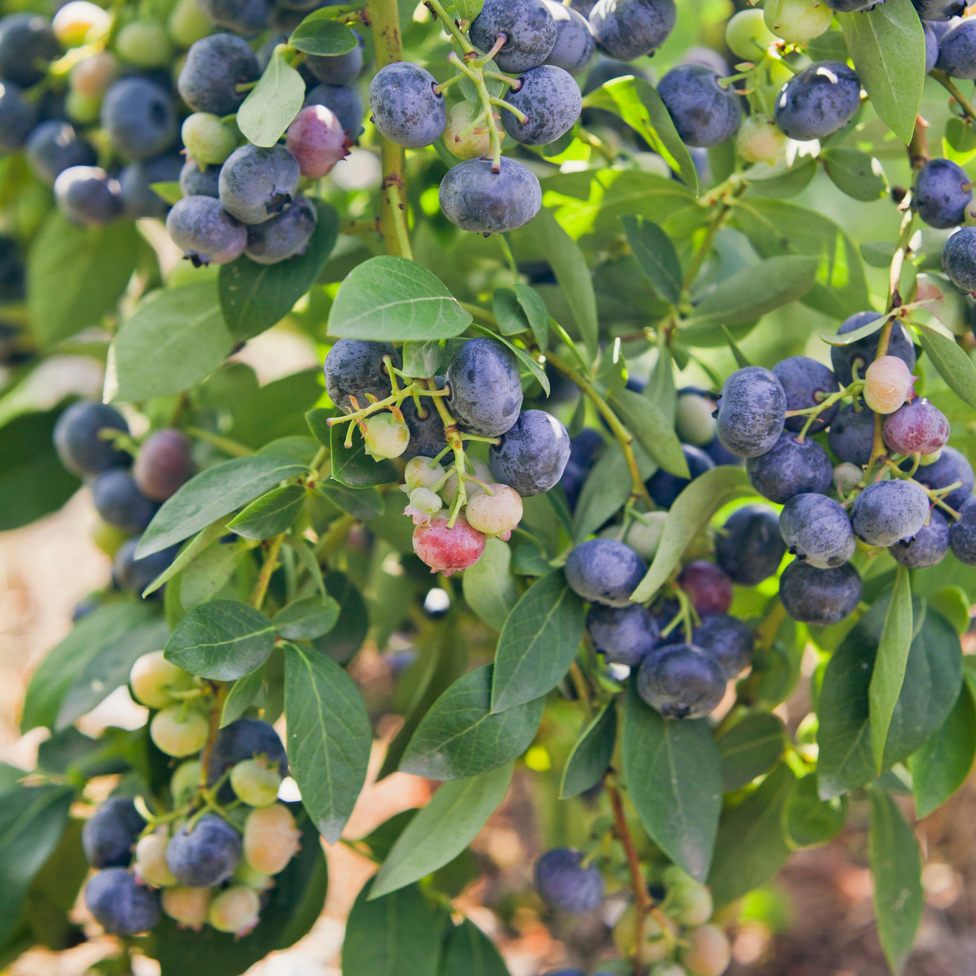 Blauwe bes 'Giant Patriot' - Vaccinium corymbosum Giant Patriot - Bakker