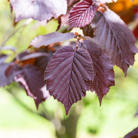 Verkoop Rode hazelaar - Corylus maxima purpurea
