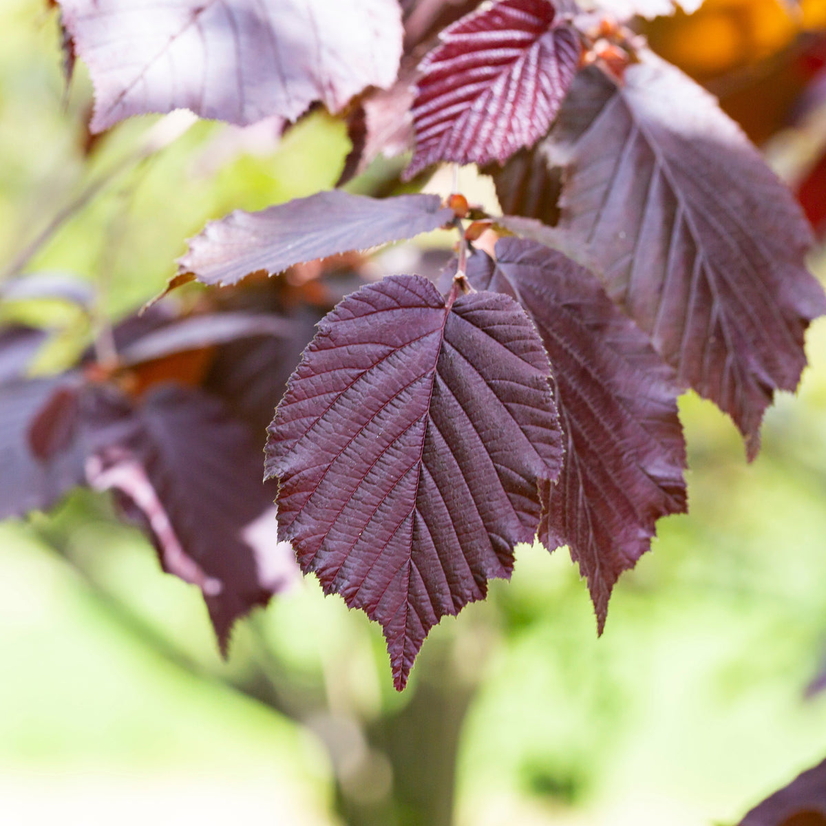 Verkoop Rode hazelaar - Corylus maxima purpurea