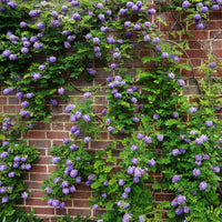 Klimplanten - Toscaanse jasmijn, Blauwe regen, Hortensia (x3) - Trachelospermum jasminoides, wisteria, hydrangea p