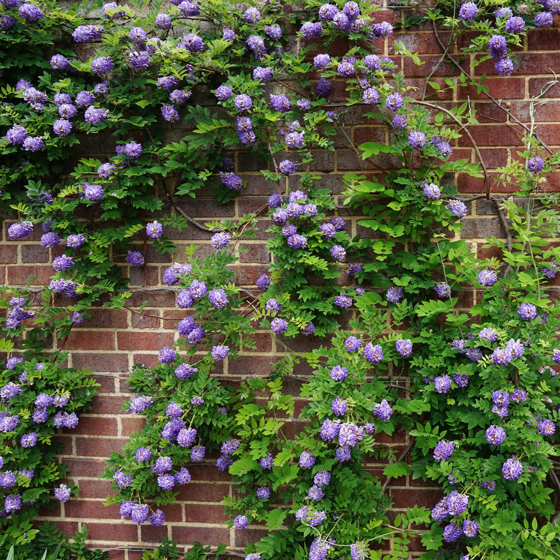 Klimplanten - Toscaanse jasmijn, Blauwe regen, Hortensia (x3) - Trachelospermum jasminoides, wisteria, hydrangea p