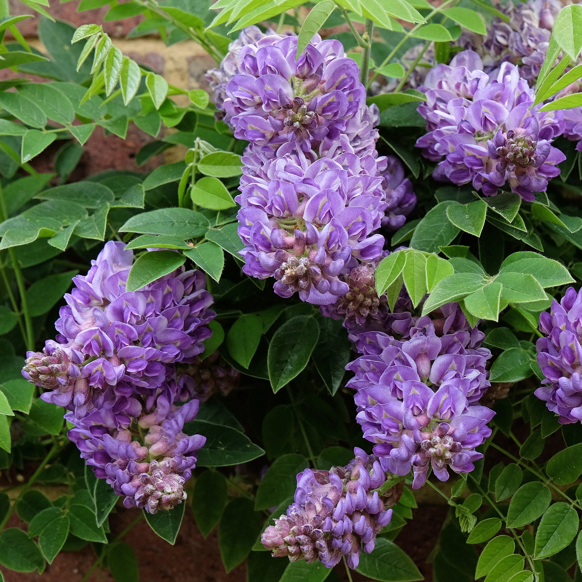 Wisteria frutescens Amethyst Falls - Blauwe regen 'Amethyst Falls' - Wisteria