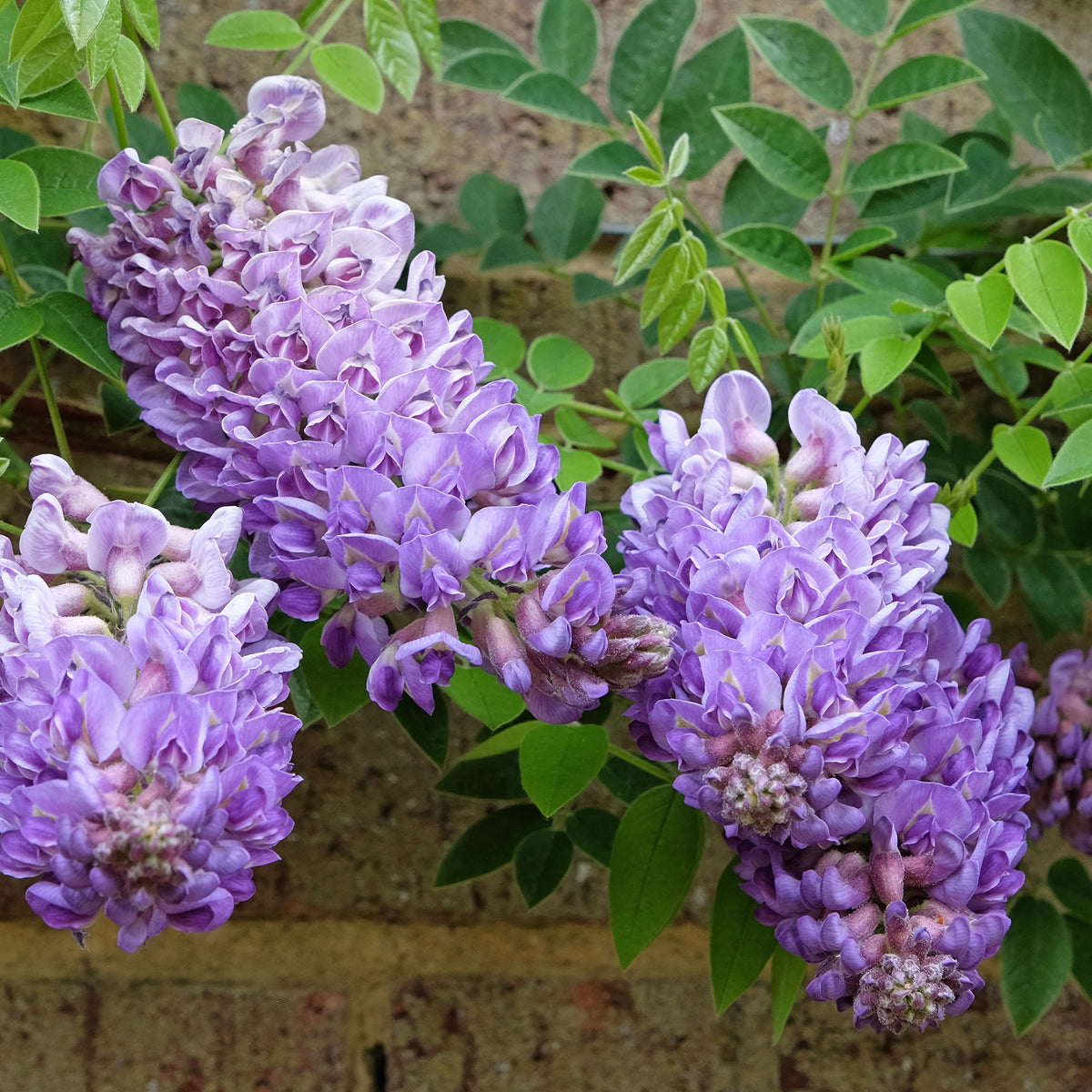 Blauwe regen 'Longwood Purple ' - Wisteria frutescens Longwood Purple - Bakker