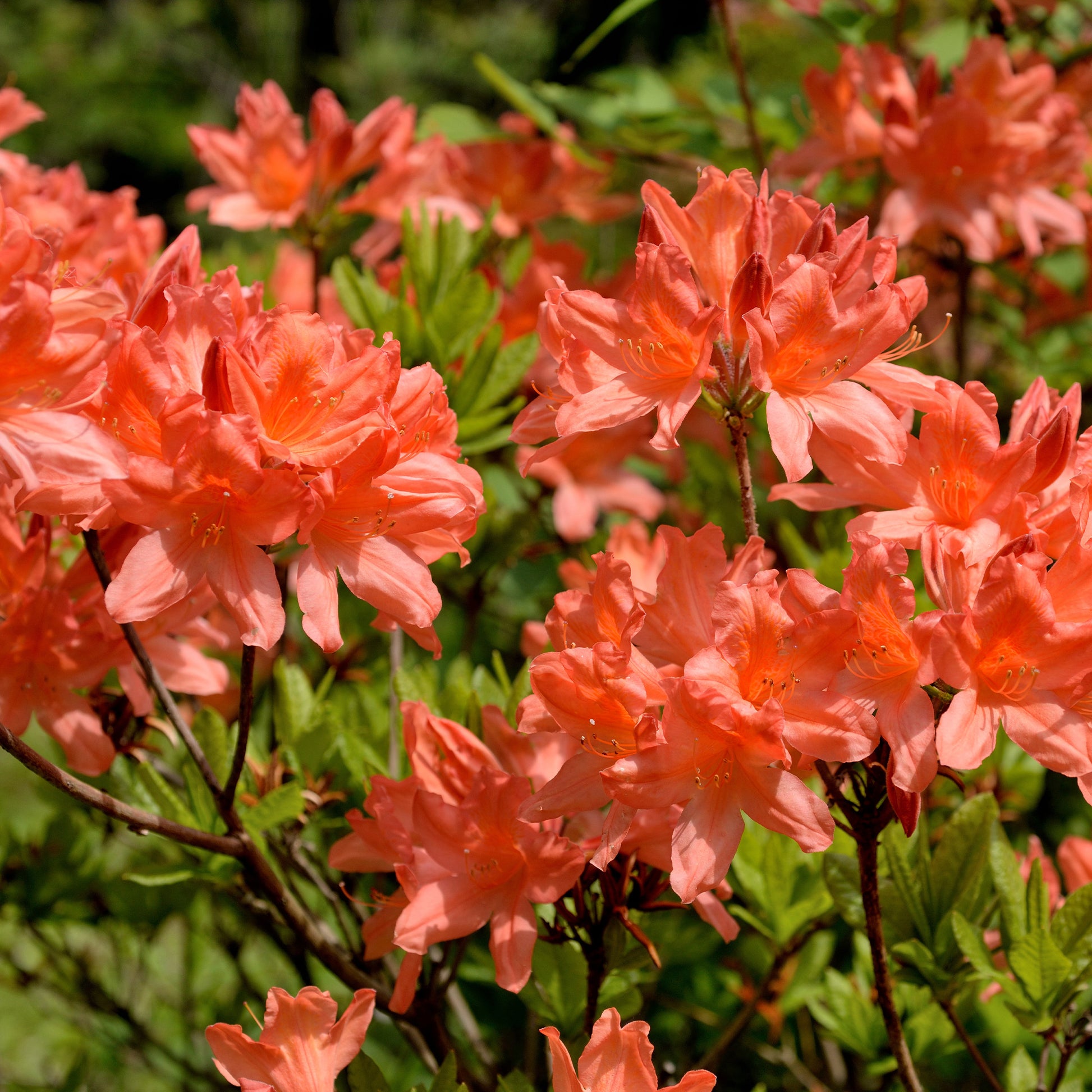 Azalea - roodoranje - Azalea mollis Fireball - Bakker