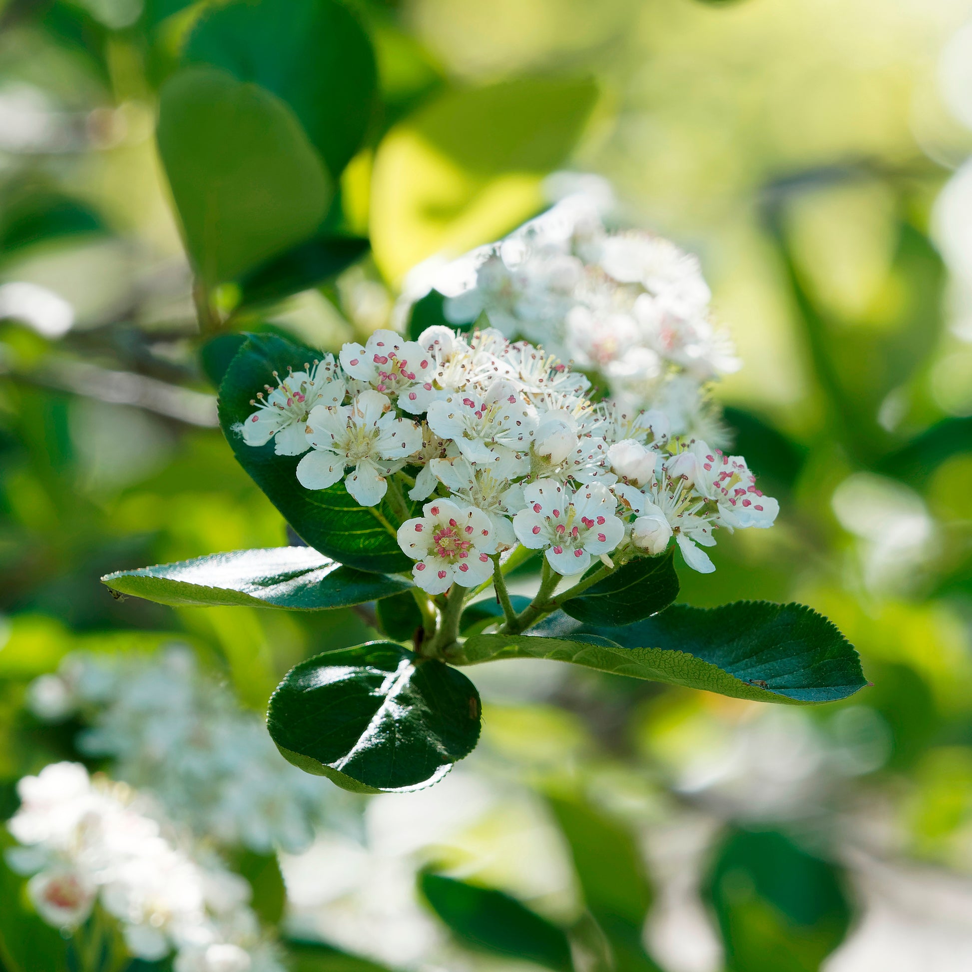 Heesters - Appelbes 'Viking' - Aronia melanocarpa viking