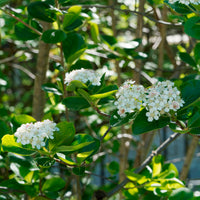 Appelbes 'Viking' - Bakker