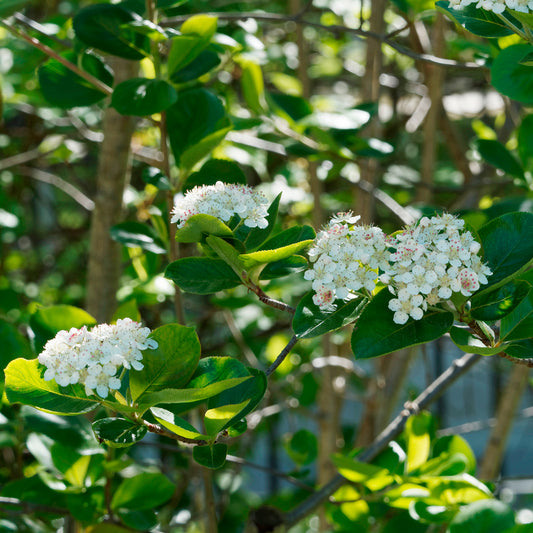 Appelbes 'Viking' - Bakker