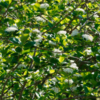 Appelbes 'Viking' - Aronia melanocarpa viking - Bakker